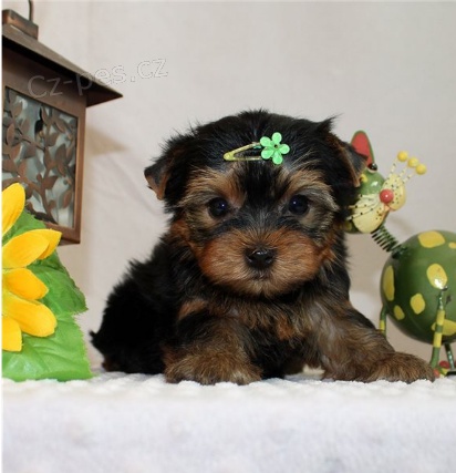 Jork��rsk� �t��ata jsou p�ipravena na nov� rodiny