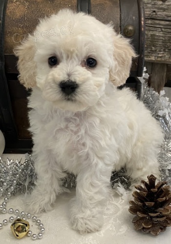 �t��ata bichon poo na prodej