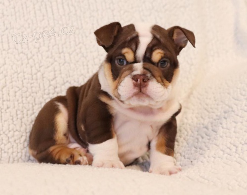 �t��ata Anglick� buldok  pro dobr� domov