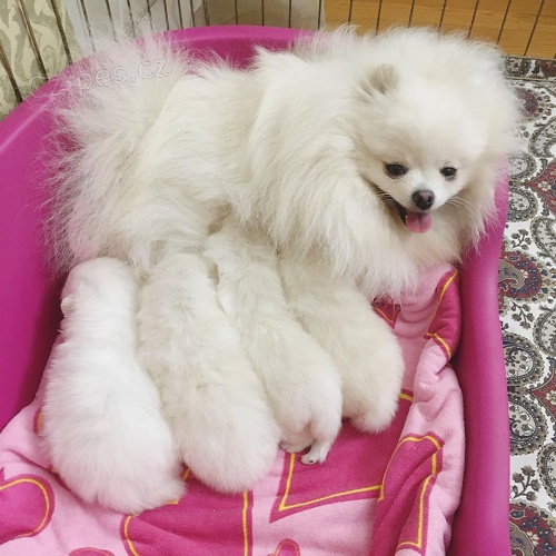 Pomeranian �t��ata k adopci