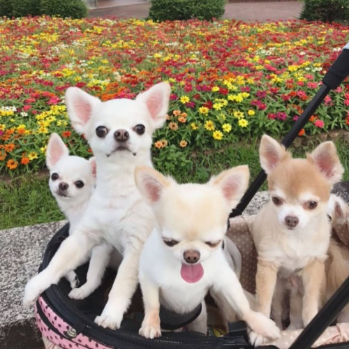 �t��ata �ivavy k adopci