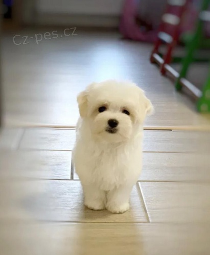 Malt�zsk� ps�k bez PP