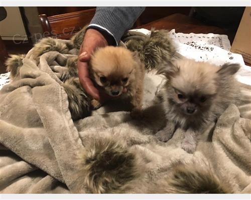 �t��ata �ivavy k adopci