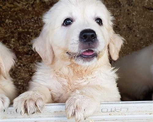 Zlat� retr�vr �t��ata pro p�ijet�