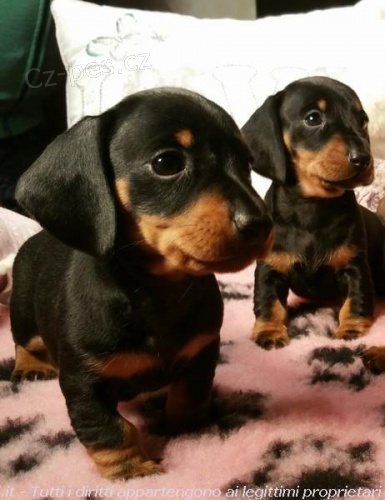 �t���tka Bassotto k adopci