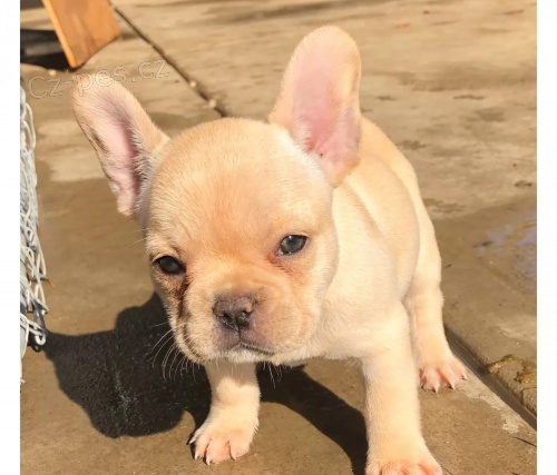 francouzsk� buldok �t��ata