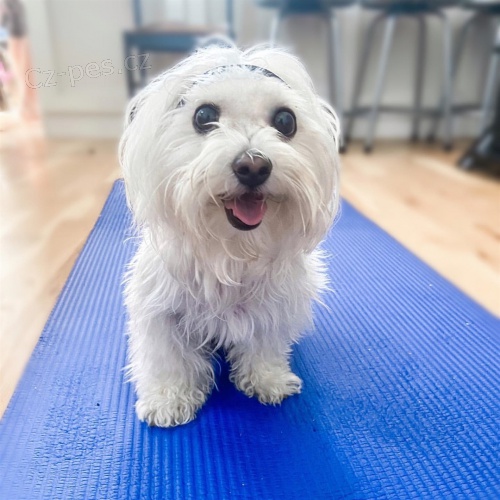 Malt�zsk� �t��ata k p�evle�en�