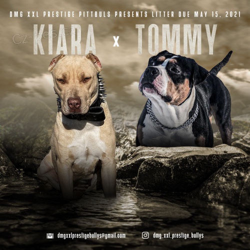 Pitbull �t��ata