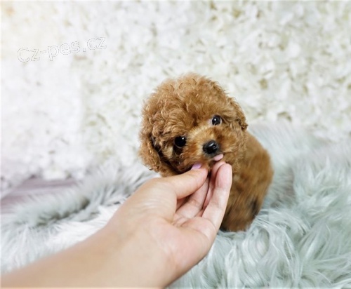 fantastick� �t���tka pudla