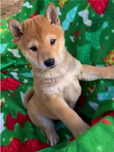�t��ata shiba inu
