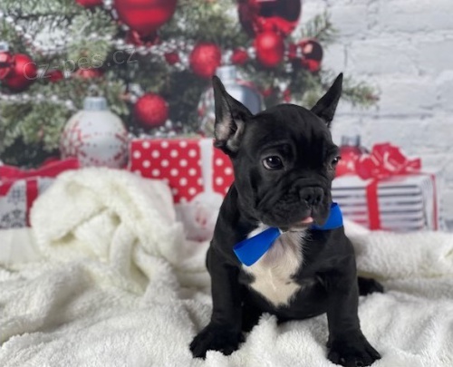 francouzsk� buldok �t��ata**