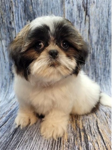 �t��ata shih tzu