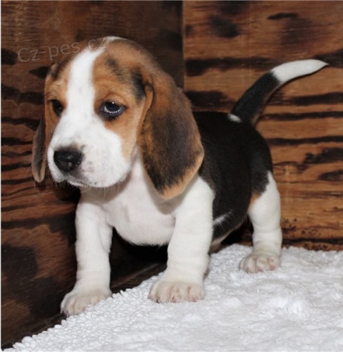 B�gl �t��ata