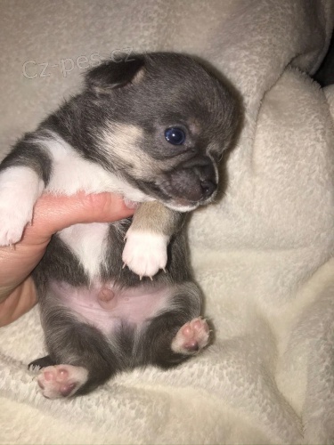 �ivava na prodej bez PP