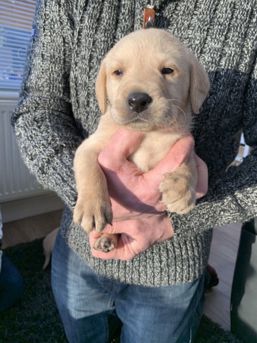 labradorsk� retr�vr..