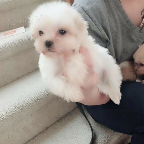 Super roztomil� maltsk� �tenata