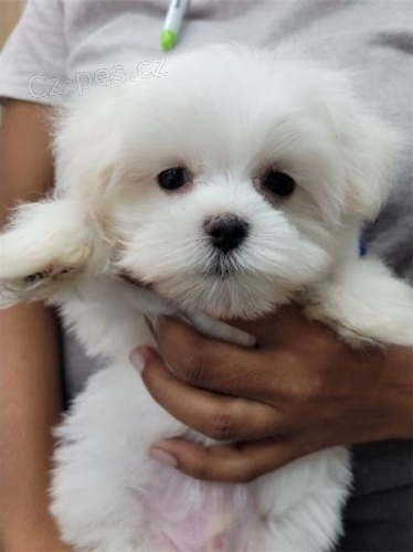 malt�zsk� �t��ata