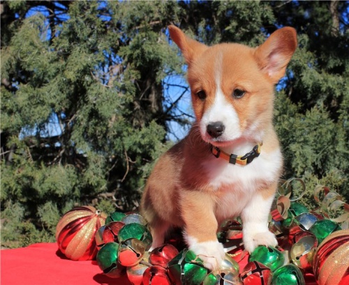 Pembroke Welsh Corgi, �t��ata