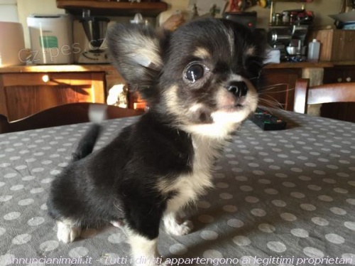 �t��ata �ivavy k adopci