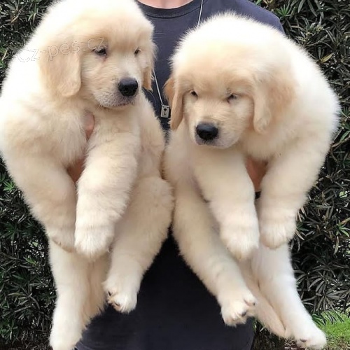 �t��ata labradorsk�ho teri�ra k adopci