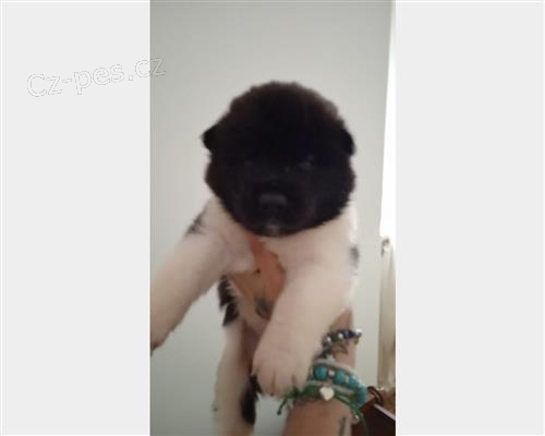 Americk� akita �t��ata k adopci