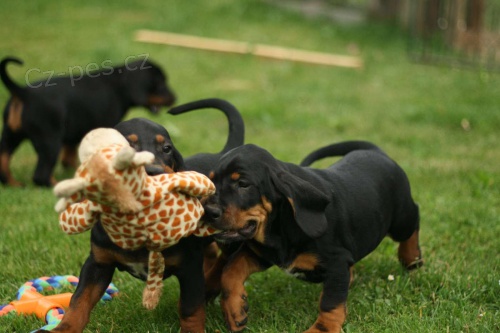 Polsk� honi� s PP