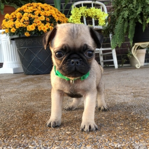 Kr�sn� zdrav� o�kovan� �t��ata mops� na prodej