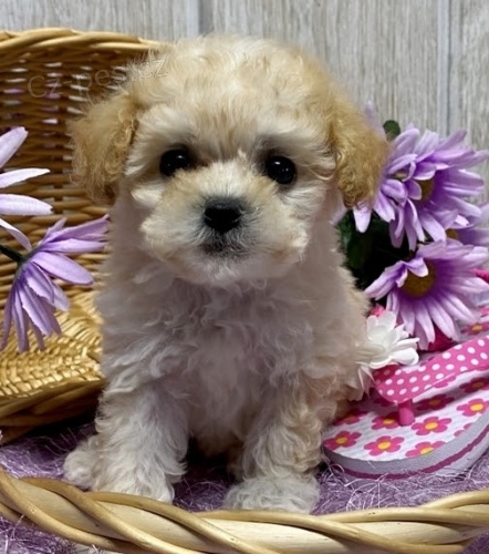 Trpasli�� mu� a �ena pudl� �t��ata na prodej.