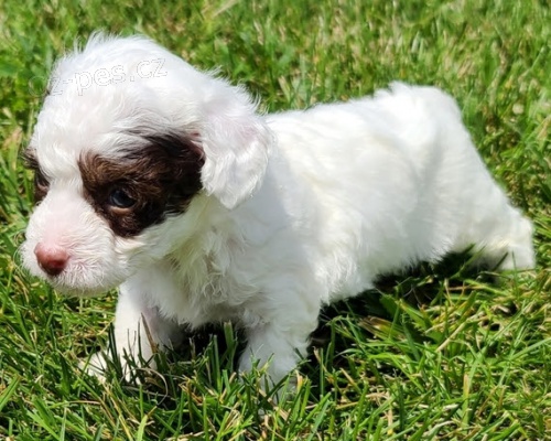 Trpasl�k pudl� �t��ata na prodej.