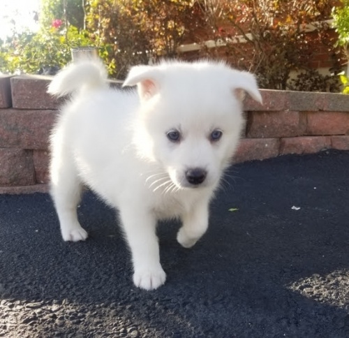 Kr�sn� Pomsky na prodej