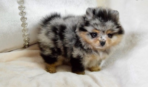 mini pomeransk� �t��ata na prodej.