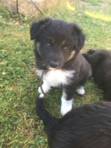 Prodam st�n� pejska Border kolie