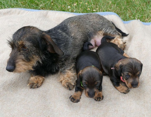 Jezev��k drsnosrst� trpasli��