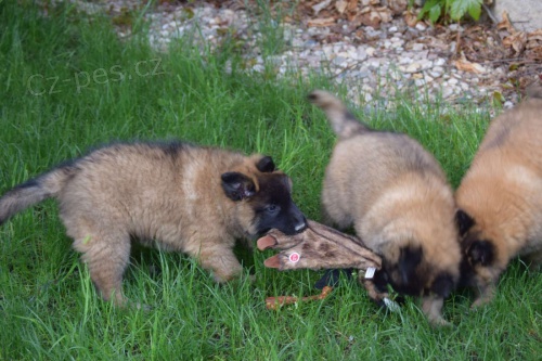 Belgick� ov��k - malinois