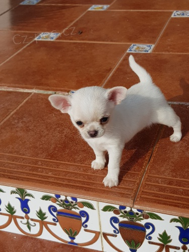 kr�sn� civava redy k adopci