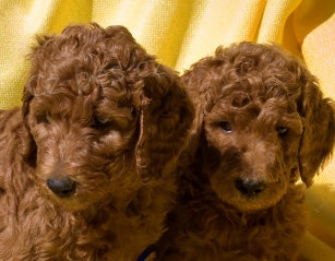 Kr�sn� pudlov� d�rek k adopci zdarma