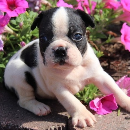 �t��ata bostonsk�ho teri�ra na prodej