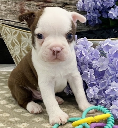 bostonsk�ho teri�ra na prodej