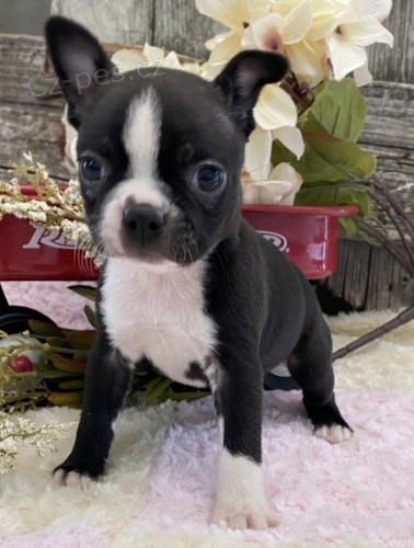 kr�sn� �t��ata bostonsk�ho teri�ra na prodej