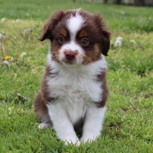 Australsk� ov��k �t��ata na prodej