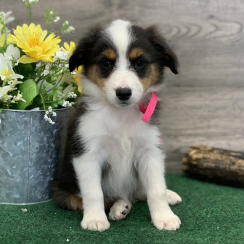 roztomil� mu� a �ena Australsk� ov��k �t��ata na prodej