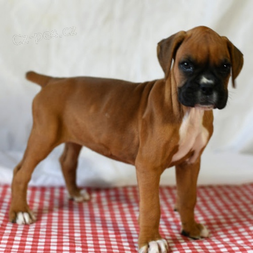 n�meck� boxer �t��ata na prodej