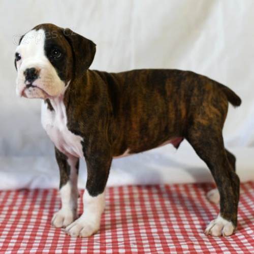 boxer �t��ata na prodej