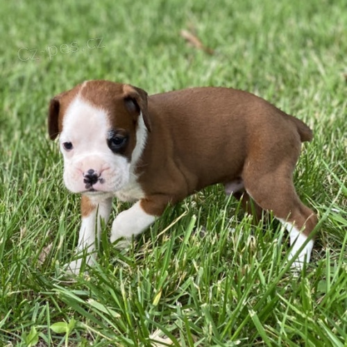 kr�sn� �t��ata boxera na prodej