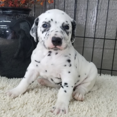 Dalmatsk� �t���tka na prodej