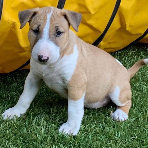 bulteri�ra na prodej.