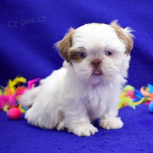 �t��ata SHIH TZU.
