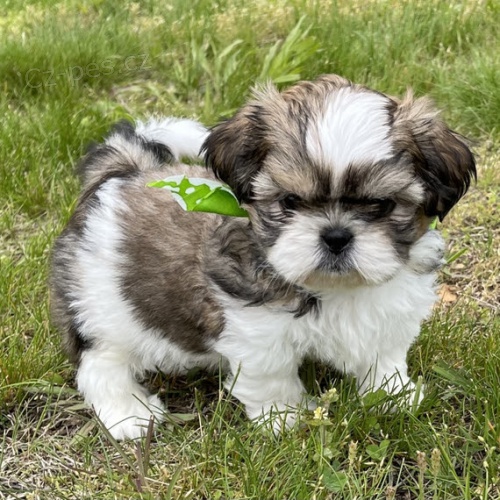 na prodej o�kovan� a od�erven� �t��ata SHIH TZU