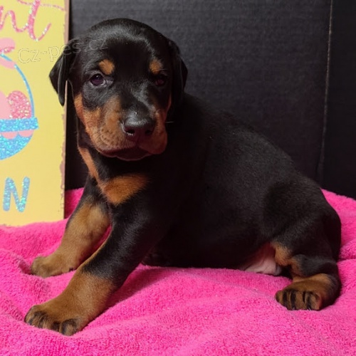 Dobrman pin� �t��ata na prodej.