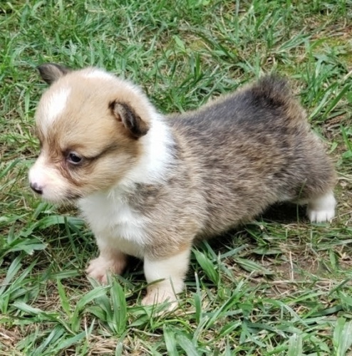 and�lsk� Pembroke Welsh Corgi �t��ata �t��ata na prodej.